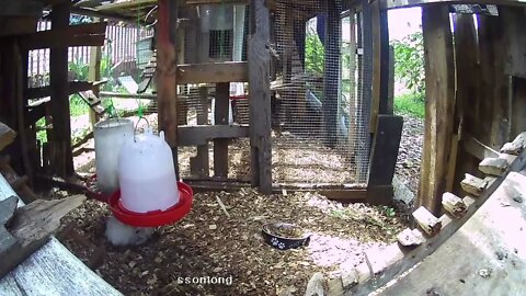 Snow White taking a dust bath under waterer