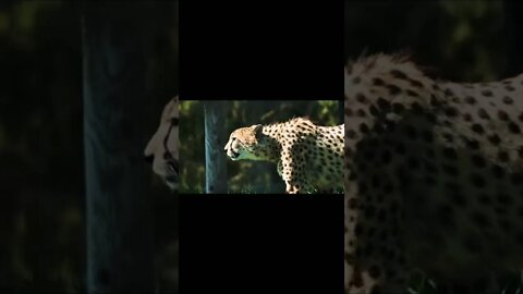 leopard, tiger, cow amazing video