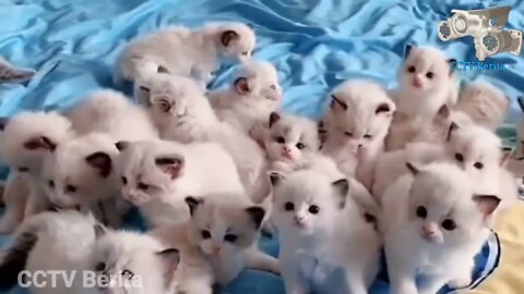 Anak Kucing Sedang Bermain - Funny Cats