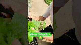 Harvesting Another Delicious Cucumber for her Salad because they’re So GOOD! #shorts #viral #tiktok
