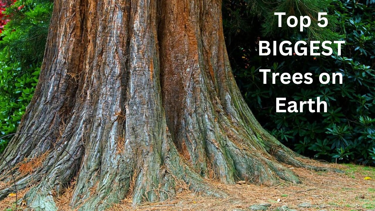 "Unveiling the Mysteries of the World's Five Largest Trees!"