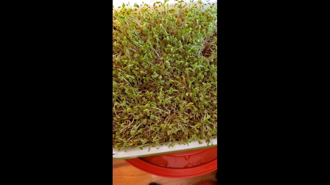 Micro Greens update about ready to harvest