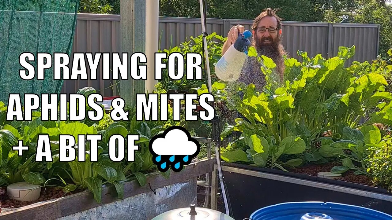 Spraying Aquaponics with PureCrop1 & A BIT of Rain