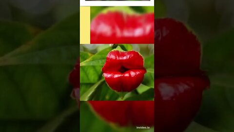 Psychotria Elata, Fun Facts, #shorts.