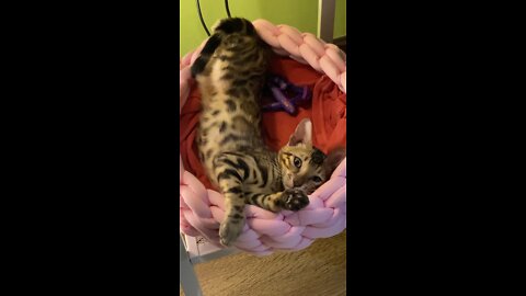 kitty awakens from deep sleep