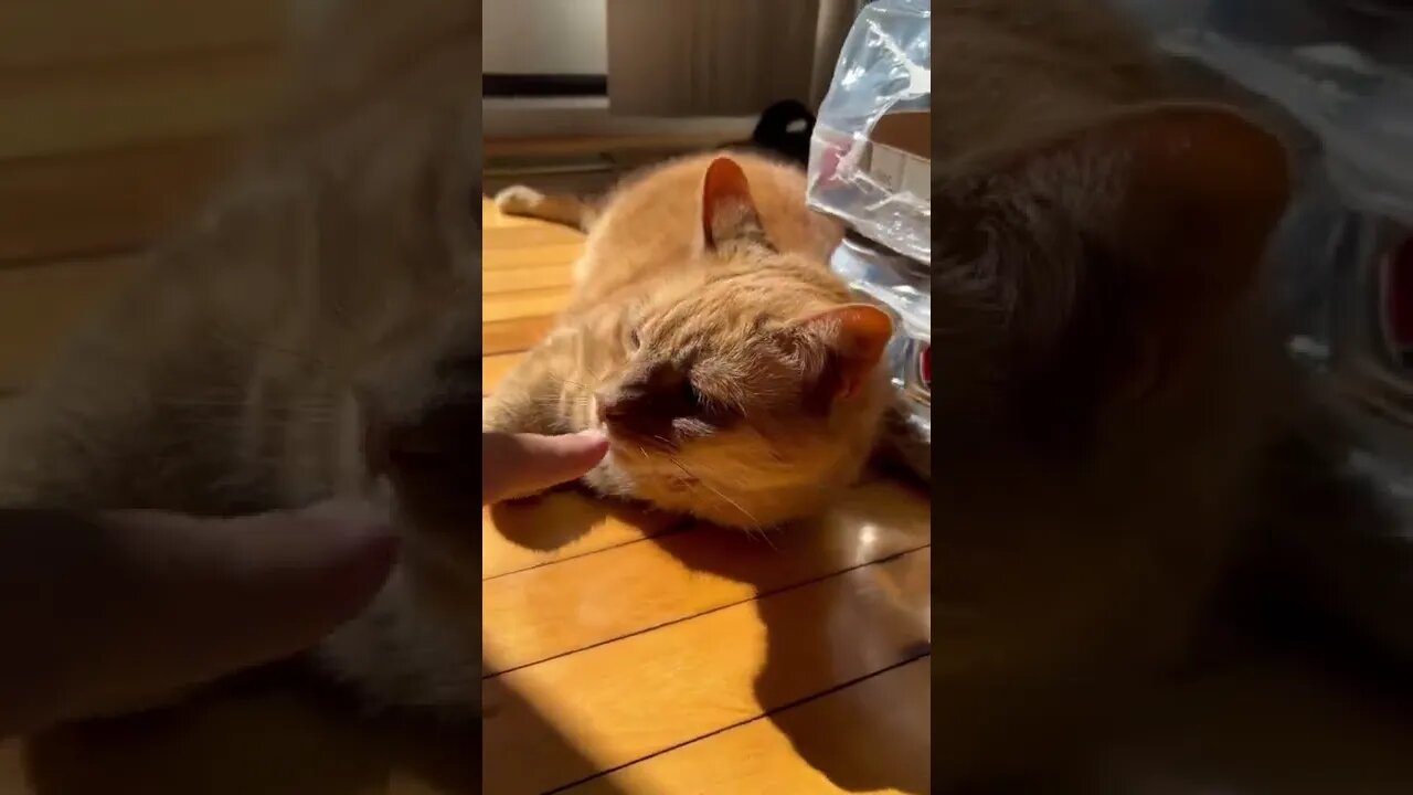 Cat laying in the sun