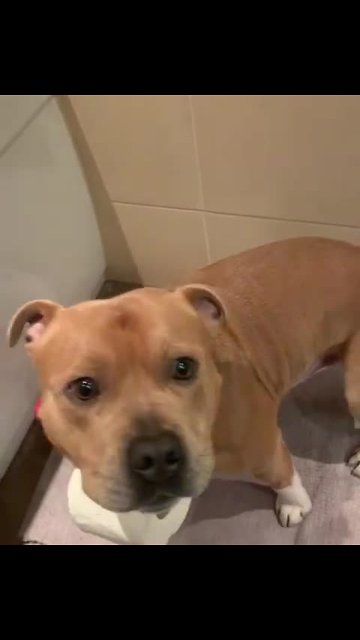 Pup helps fetch toilet paper for owner