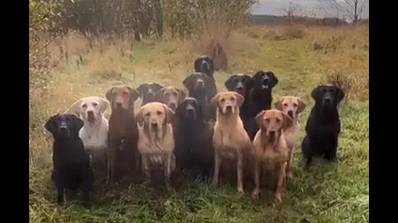 Dog Roll Call