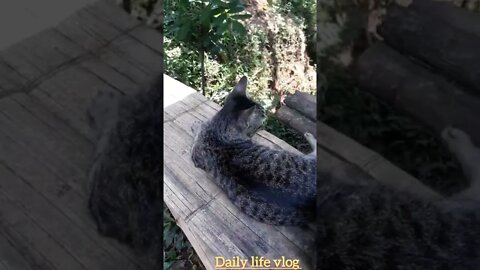 cat lying outside