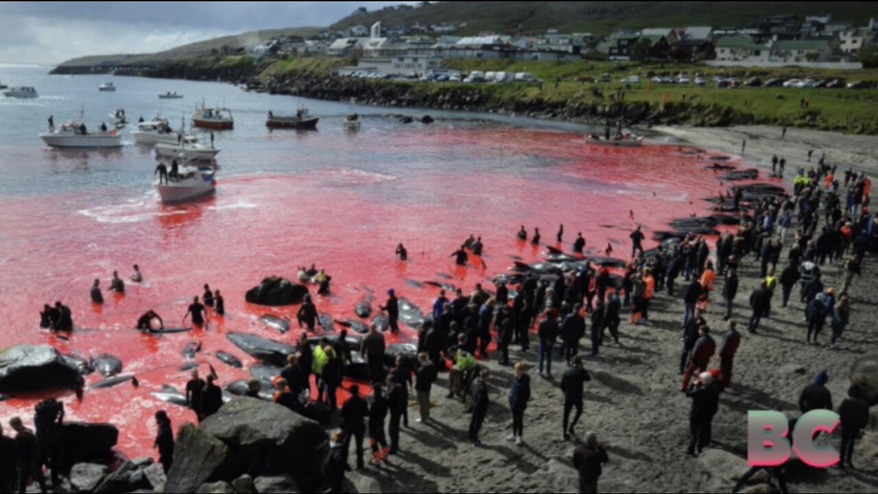 78 whales killed in front of cruise ship passengers in the Faroe Islands