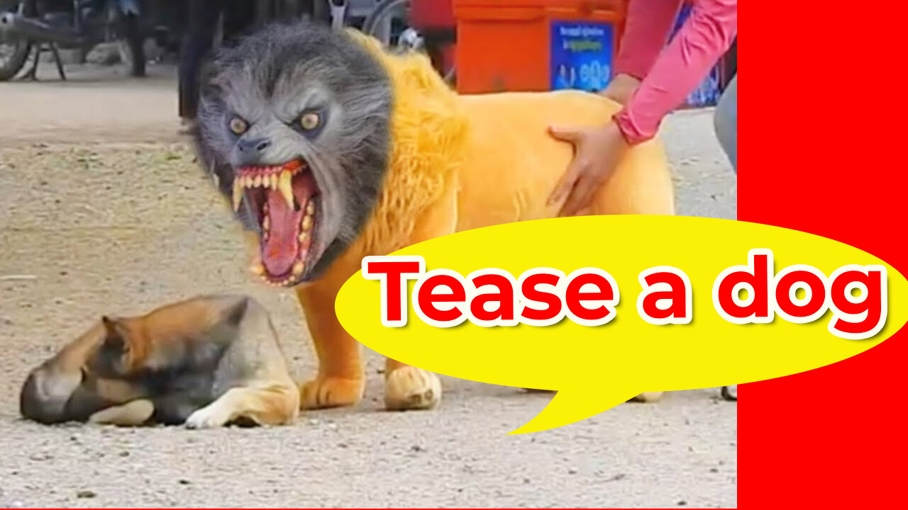 Let's see what happens when we tease a dog with a fake lion.