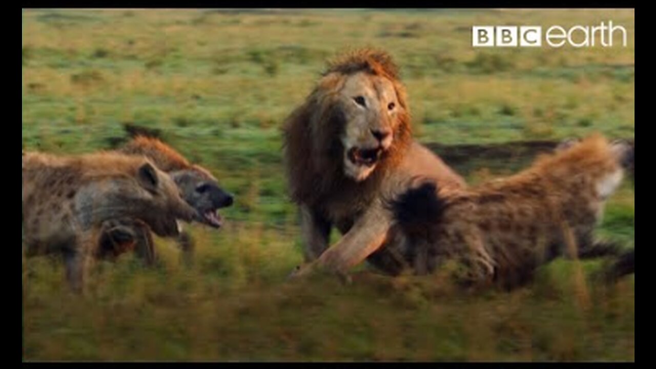 Lion Trapped by Clan of Hyenas II ANIMALZONE