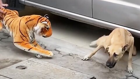 Troll Prank Dog Funny & fake Lion and Fake Tiger Prank To dog & Huge Box Prank to dog