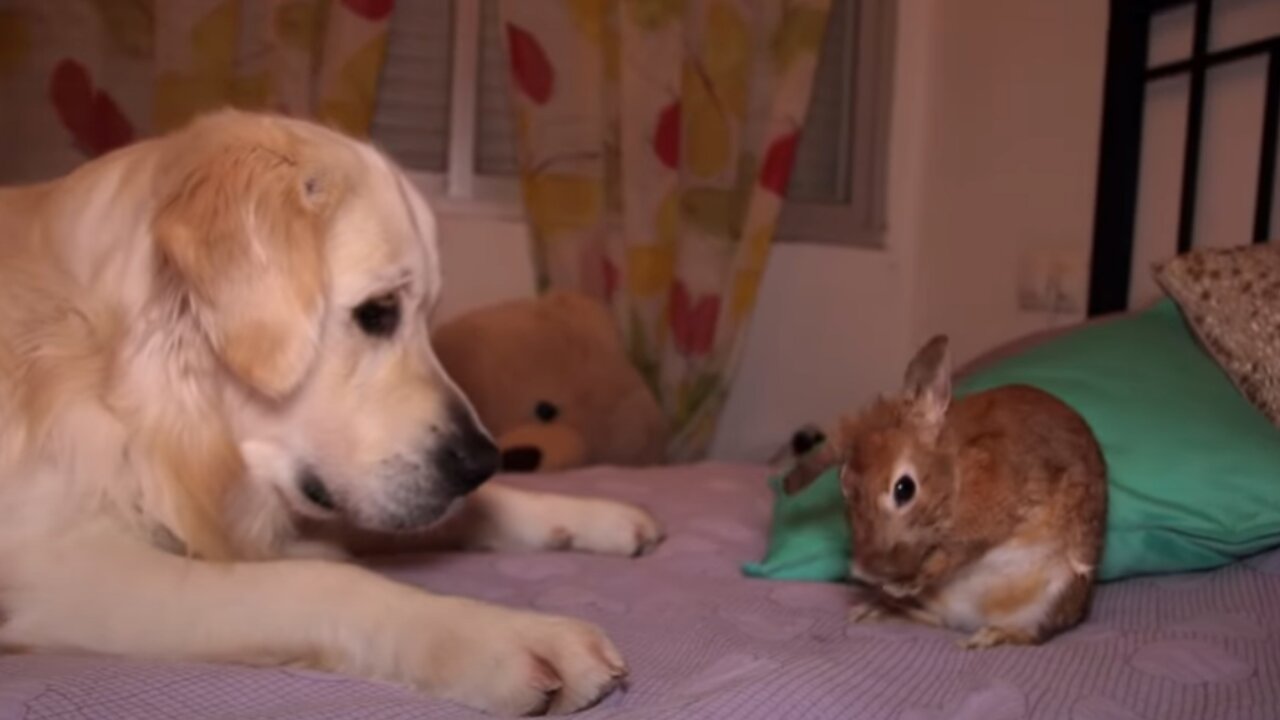 The Dog Helps Rabbit to be Washed