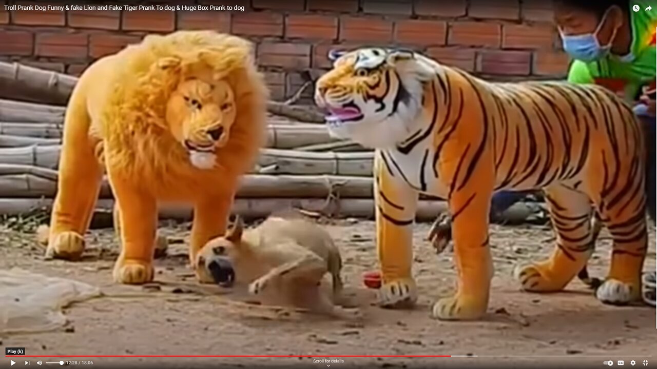 FUNNY - Pranking dogs with fake lion and tiger