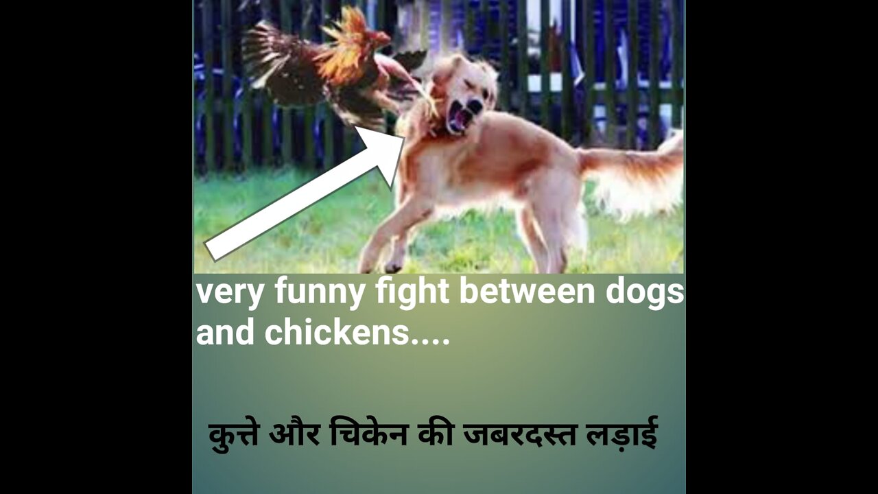 FIGHT BETWEEN CHICKEN AND DOGS