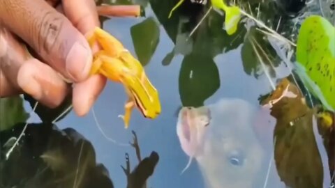 Amazing Fishing With Frogs - #Viral #Fishing