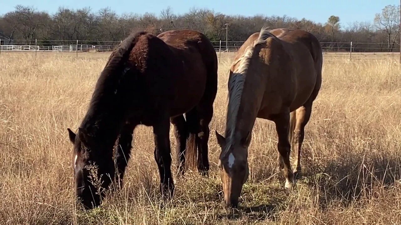 UPDATE On Mr. T Sweet Itch & Vet Visit - How Much It Cost To Own A Horse