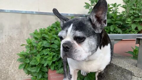 Today Spunky & I Harvest Japanese Butterbur! It's Edible, But I Thought it was a Weed!