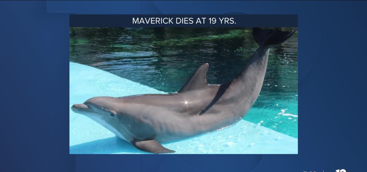 Mirage Secret Garden dolphin dead after lung infection battle