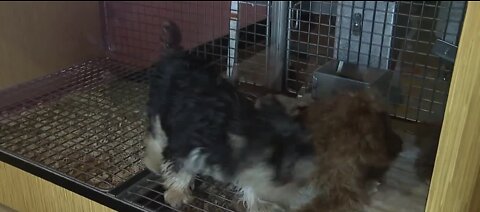 ONLY ON 13: Humane Society report links valley pet stores to suspected puppy mills