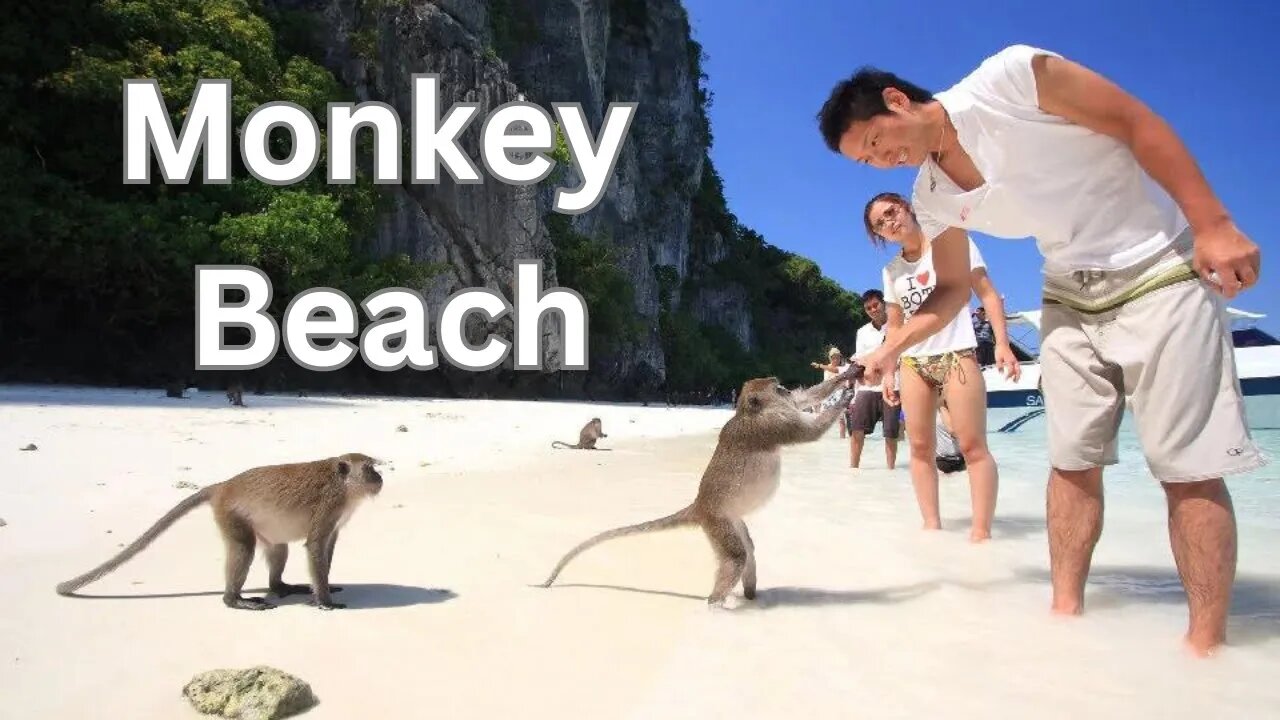 Discover the Charm of Monkey Beach in Phi Phi Island | A Tropical Paradise