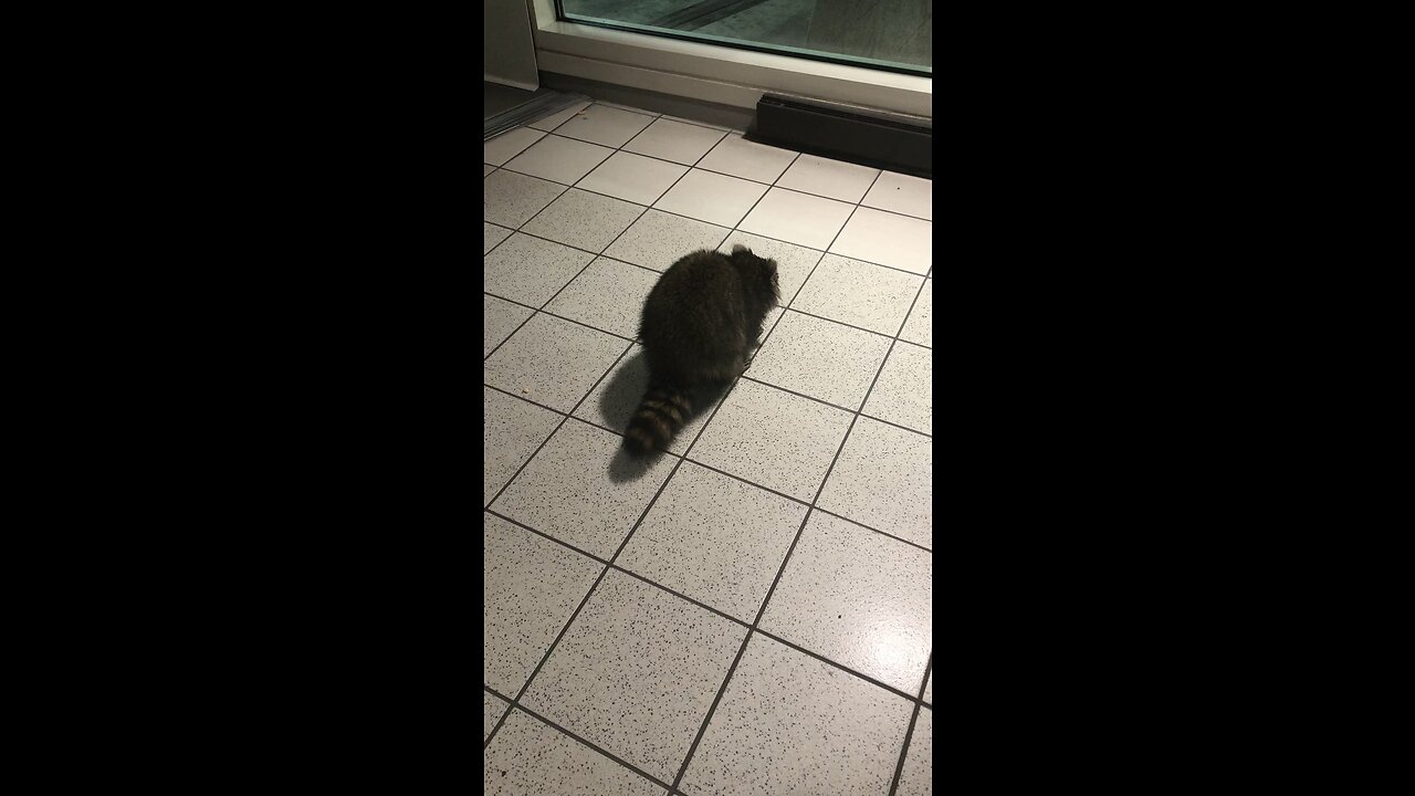 Feeding animal crackers to the Detroit Metropolitan Airport raccoon