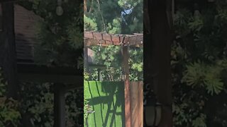 bird food shortage