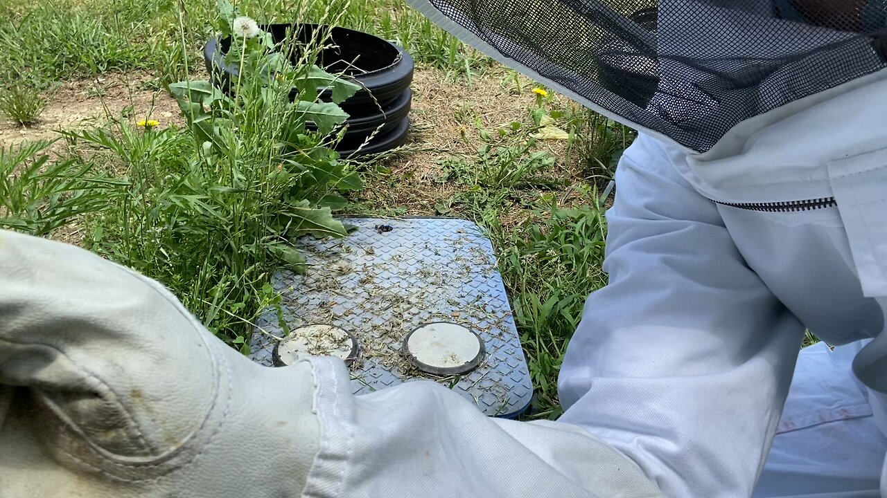 Colony in water meter box 🐝🐝🐝