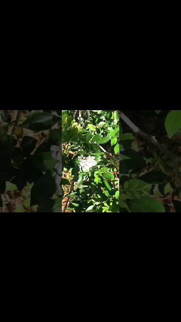 SWEET MOCK ORANGE BLOSSOMS