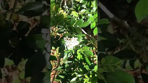 SWEET MOCK ORANGE BLOSSOMS