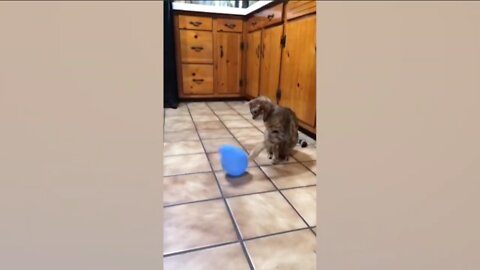 Cat Gets Scared Of Ballon Bursting