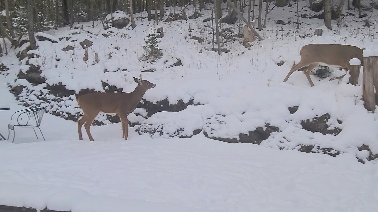 Buck on the property