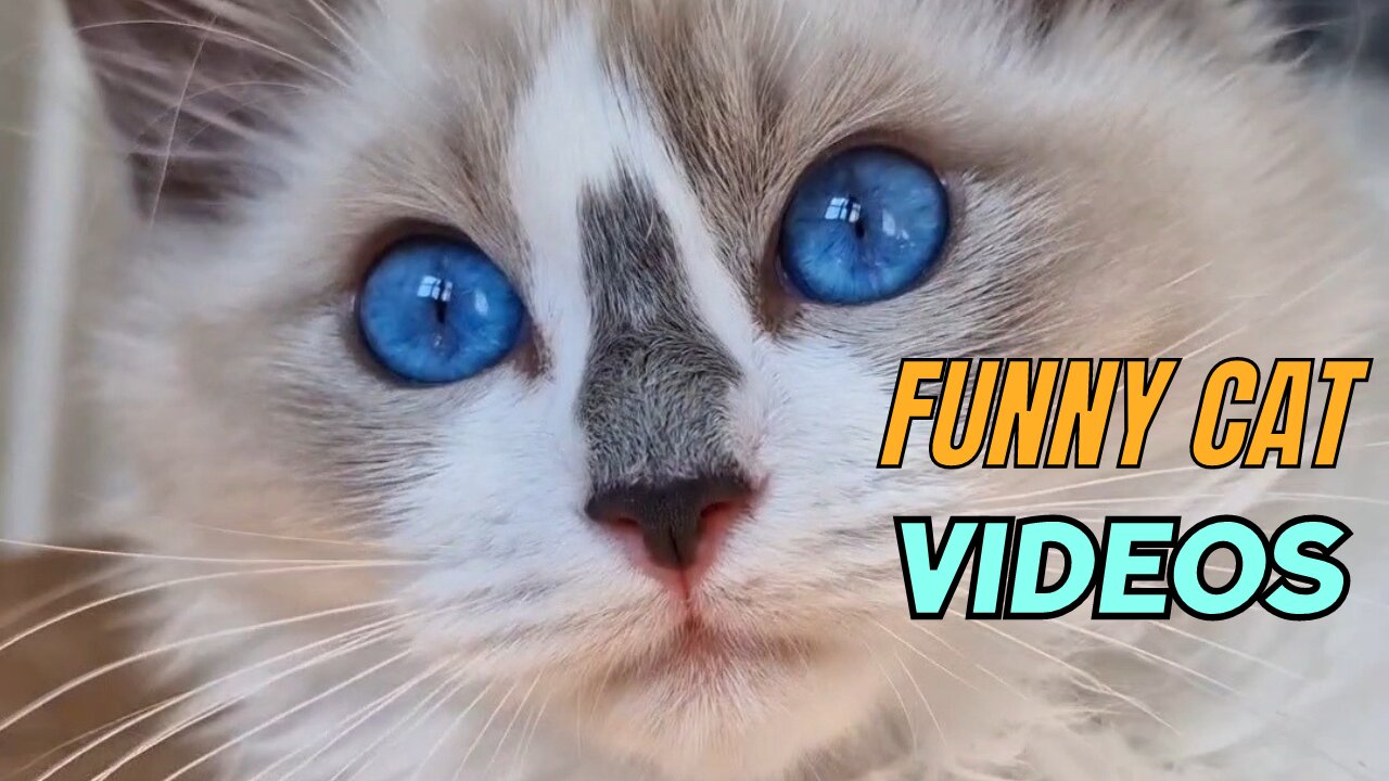 Funny Cat Video Compilation Part 1 😻🐾😹