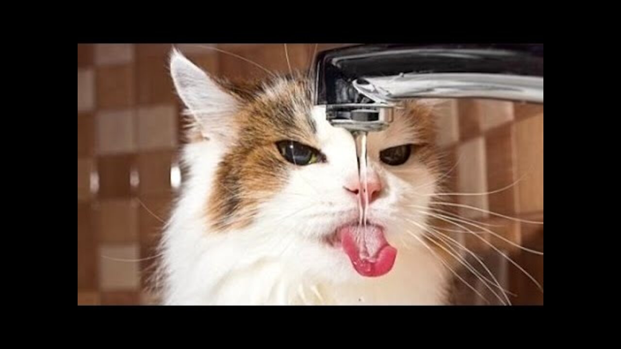 Funny and Cute Cat's Life 👯😺 Cats and Owners are the best friends Videos