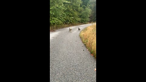 Tigers on morning walk 🤭