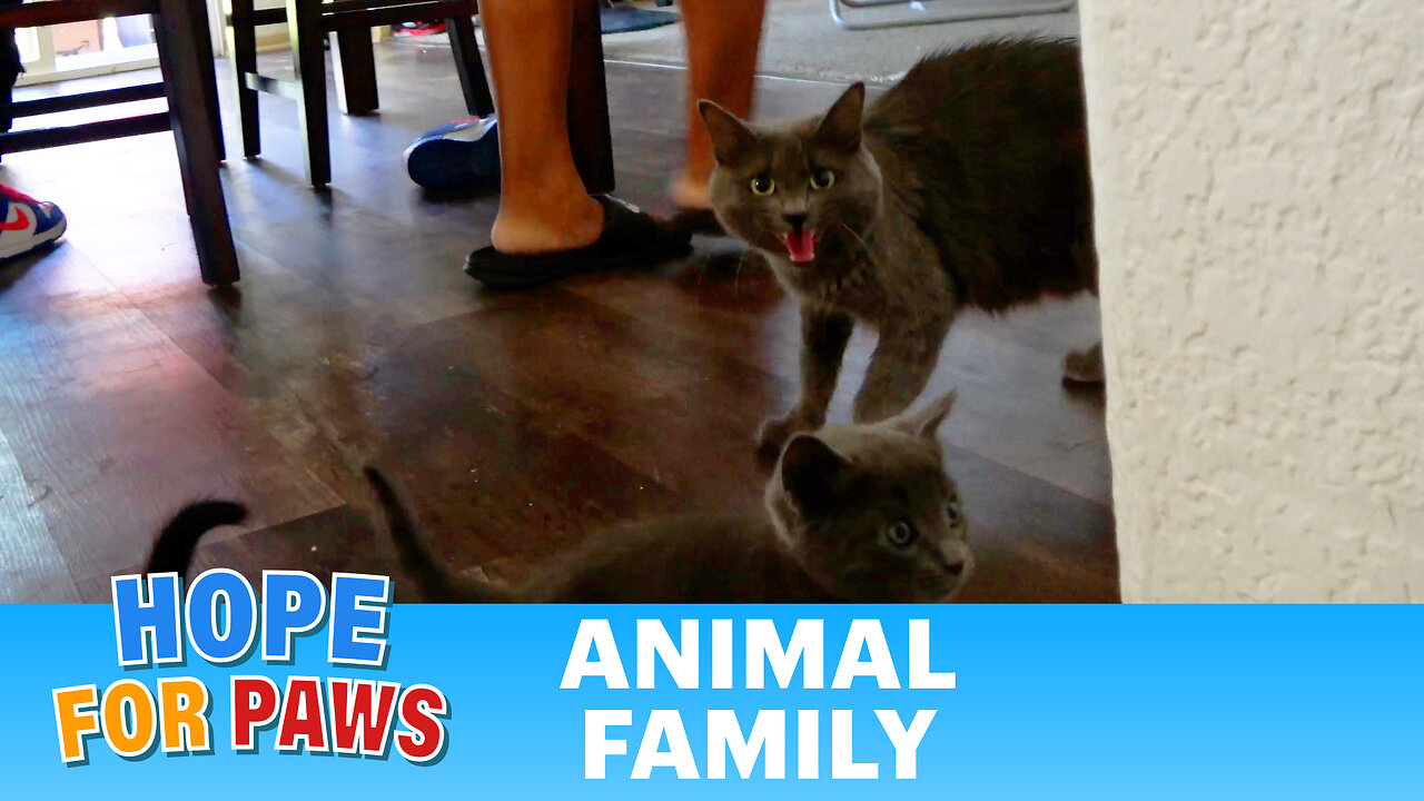 Homeless cat gives birth in a backyard and then moves in with the whole family 😄😄😄