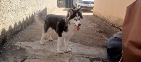 Théo the Brazilian Husky