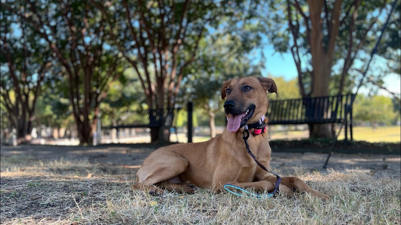 Scared Doberman/Shepherd Mix Over Comes Fear in Public and Does Down with Distance!