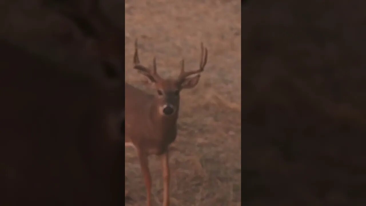 Early Season North Dakota! (BUCK DOWN)