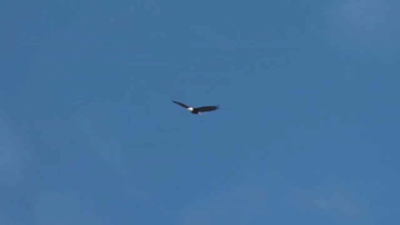 Eagle Soaring in Clear Blue Sky