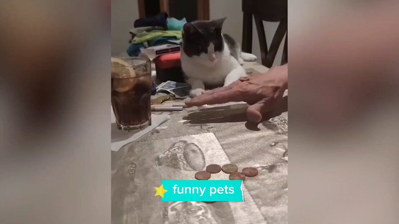 funny pets
