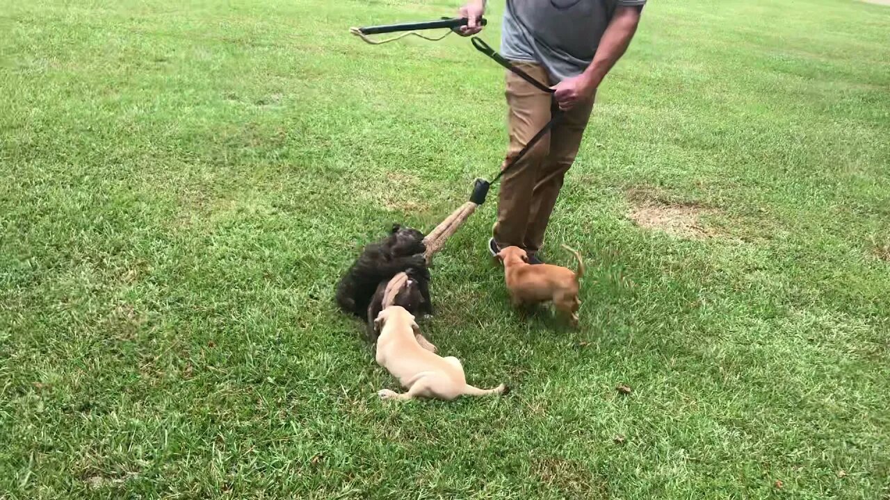 Female pups from Frankie x Komodo at 7 weeks