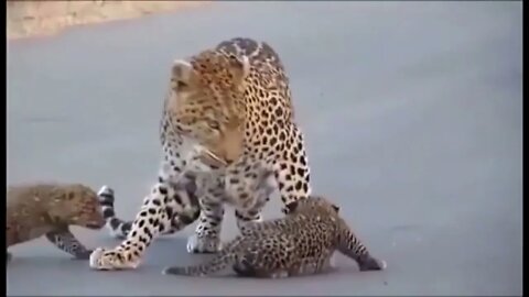 Leopard crossing the road with her cubs