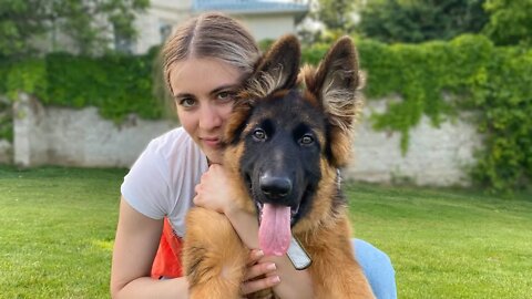 My New German Shepherd Puppy: The First 3 Months at Home