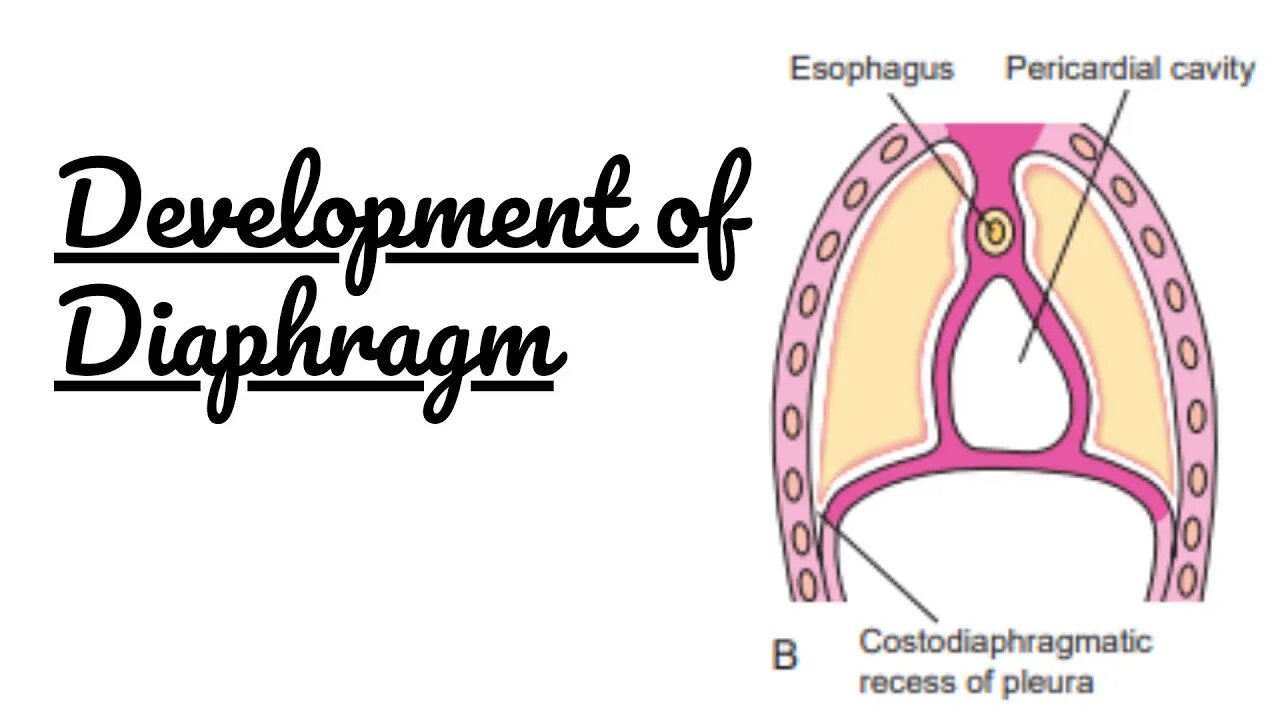 Development of Diaphragm | Embryology lectures