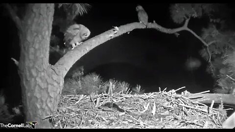 Owlet Greets Mom Upon Returning to Branch 🦉 4/7/22 23:13