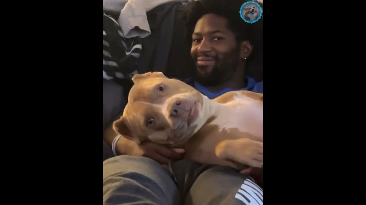 Funny animals - Funny cats dogs - Funny animal videos