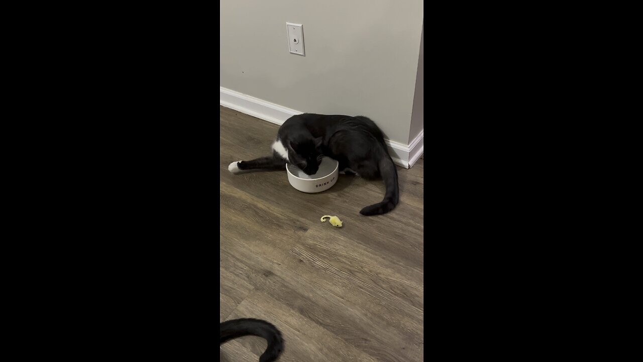 Does anyone else’s cat drink like this?