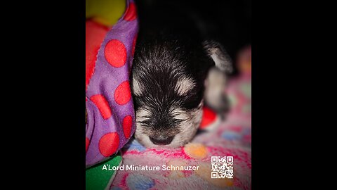 Miniature Schnauzer